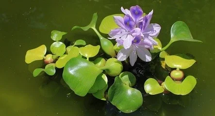 peluang usaha ternak kambing - cara ternak kambing - peternakan kambing - usaha ternak kambing