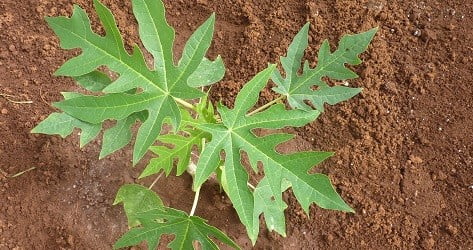 papaya leaves as a concentrate for crickets