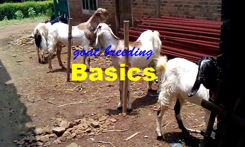 goat breeding-joynim-farm-featured-image