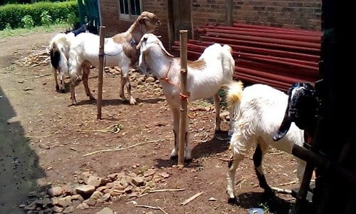 The Basics Of Goat Breeding That Have To Think By