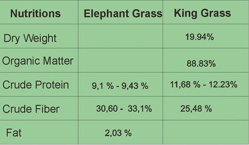 nutritional-content-elephant-grass-vs-king-grass