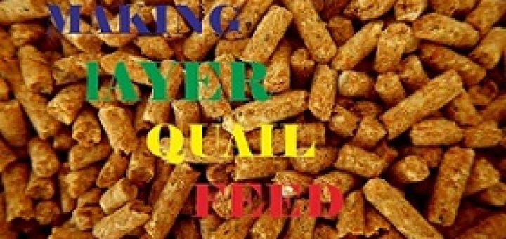 quail feed formula