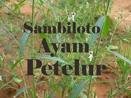 sambiloto untuk ayam petelur