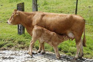 usaha penggemukan sapi limosin