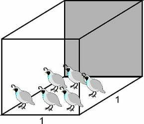 cage density for raising quail