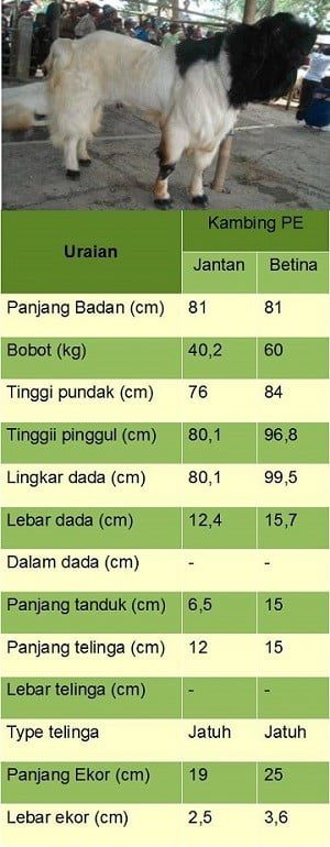 ciri - ciri jenis kambing 2 PE