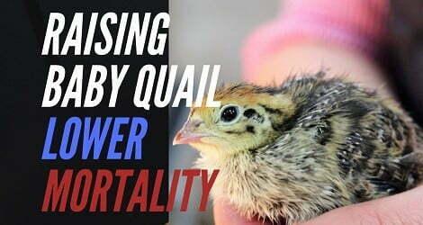 how to raising baby quail