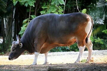ciri sapi bali jantan. warna kulit hitam saat dewasa dan kaki serta bokong berwarna putih