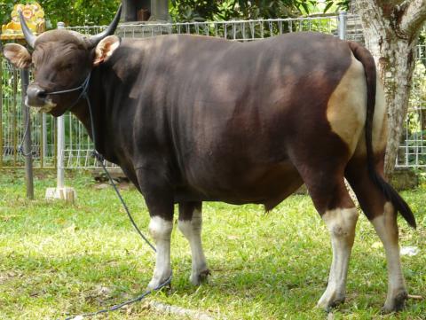 ternak sapi bali jantan, kulit hitam kaki dan bokong putih