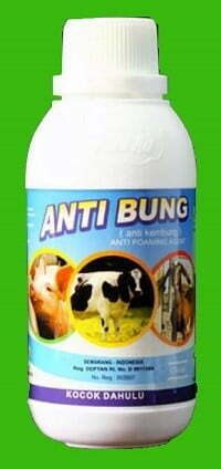 cara mengobati sapi kembung dengan obat anti bung