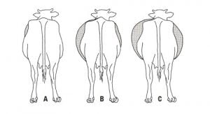ciri sapi mengalami kembung dengan perut kiri yang membesar