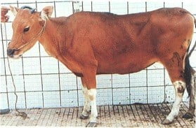 cara membuat sapi cepat hamil dengan kondisinya yang ideal