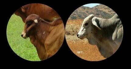 perbedaan sapi brahman cross dan sapi PO