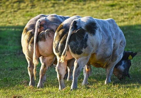 sapi belgian blue