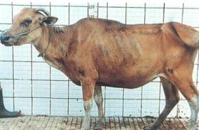 cara membuat sapi cepat hamil adalah jangan sampai badannya terlalu kurus