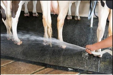 kebersihan kandang adalah kunci supaya sapi sehat dan bisa mencegah sapi tidak mau makan