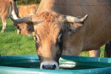 ketersediaan air minum untuk sapi bisa menjaga nafsu makan sapi tetap bagus