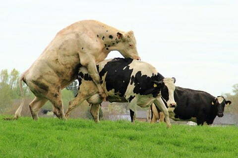 gambar sapi belgian blue sedang main blue