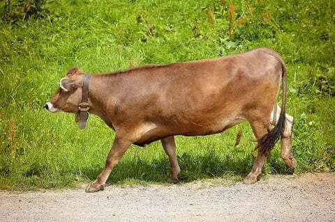 gambar sapi limosin yang sedang berjalan