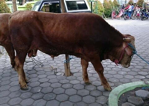 gambar sapi limosin - gambar sapi limosin yang mau dikurbankan pada hari raya