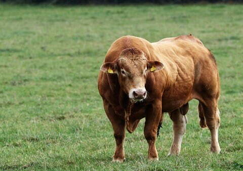 gambar sapi limosin jantan yang super sekali untuk pemacek