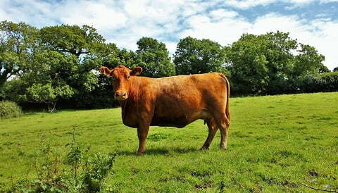 gambar sapi limosin indukan dengan postur tubuh compact, persegi, dan mulut lebar