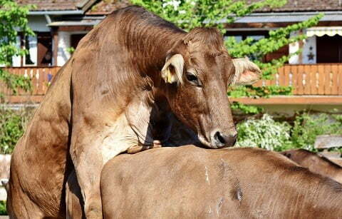 gambar sapi limosin sedang kawin
