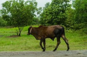 Gambar - Gambar Sapi Simental, Limosin , Sapi PO, dan Seterusnya