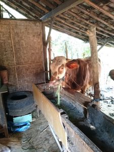 gambar sapi simmental