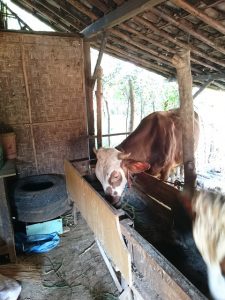 gambar sapi simmental