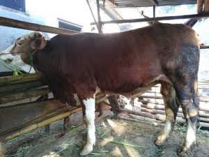 gambar sapi simmental