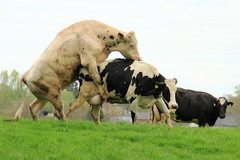 inseminasi buatan pada sapi lebih efektif daripada harus kawin alami