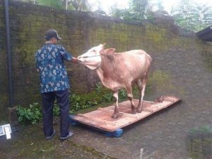menimbang berat sapi dengan timbangan digital