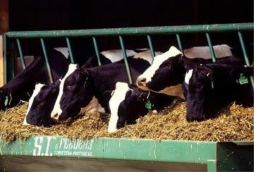 ransum yang berubah-ubah bisa mengganggu nafsu makan sapi yang berakibat sapi tidak mau makan
