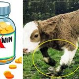 vitamins for cows