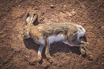 kelinci mati