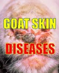 diseases of goat and sheep picture