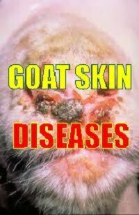 diseases of goat and sheep picture