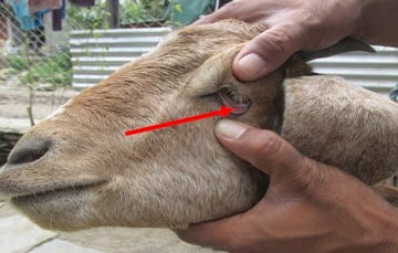 anemia diseases of goat and sheep