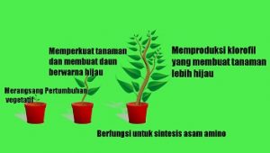 pupuk nitra