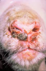goat skin diseases symptom