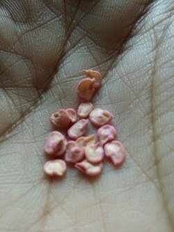 pelapisan benih dengan probiotik untuk mencegah antraknosa pada cabai