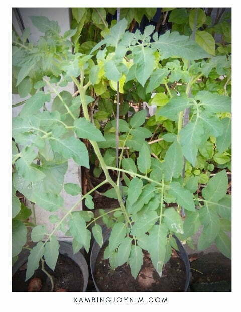 gambar tanaman tomat