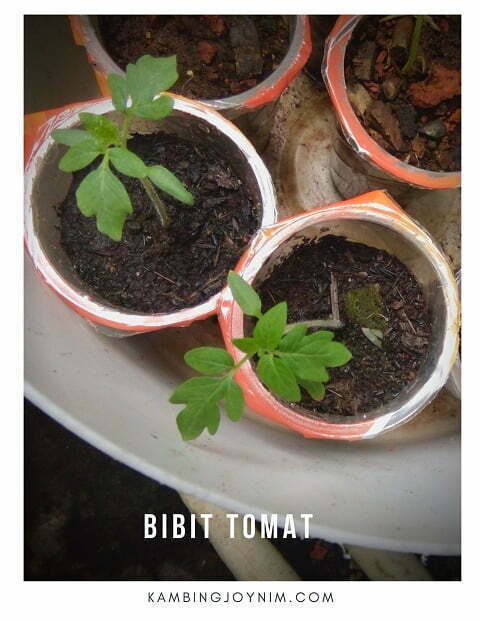 menanam tomat dalam pot