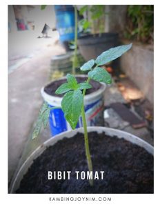 Gambar Tanaman Tomat Bibit Sampai Panen Hasil Kebun Sendiri