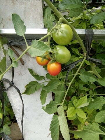 panen tomat yang ditanam dalam pot