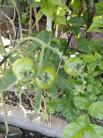 menanam tomat dalam pot yang sudah berbuah