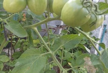 cara menanam tomat dalam pot
