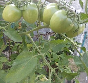 cara menanam tomat dalam pot