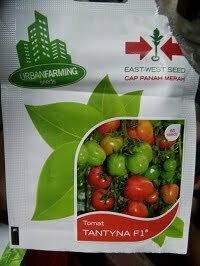 bibit untuk menanam tomat dalam pot